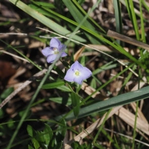 Veronica gracilis at Namadgi National Park - 6 Jan 2024 03:12 PM