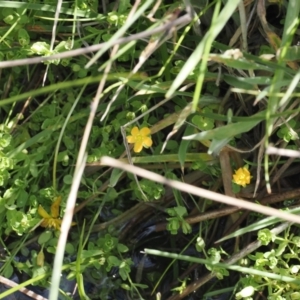 Hypericum japonicum at Namadgi National Park - 6 Jan 2024 03:25 PM