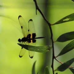 Rhyothemis phyllis (Yellow-striped Flutterer) at Capalaba, QLD - 28 Dec 2023 by TimL