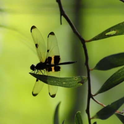 Rhyothemis phyllis at Capalaba, QLD - 27 Dec 2023 by TimL