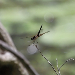 Rhyothemis phyllis at Capalaba, QLD - 28 Dec 2023 10:20 AM