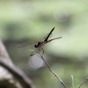 Rhyothemis phyllis at Capalaba, QLD - 28 Dec 2023 10:20 AM