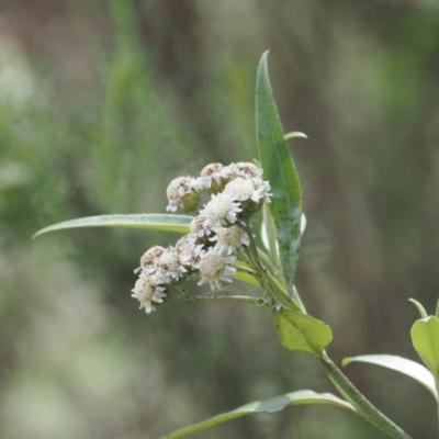 Ozothamnus stirlingii (Ovens Everlasting) at Cotter River, ACT - 6 Jan 2024 by RAllen