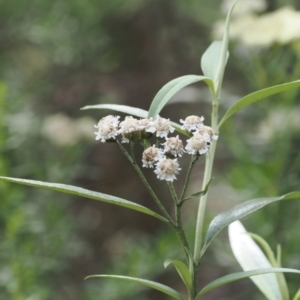 Ozothamnus stirlingii at Namadgi National Park - 6 Jan 2024 03:42 PM