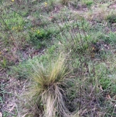 Nassella trichotoma (Serrated Tussock) at Watson, ACT - 5 Jan 2024 by waltraud