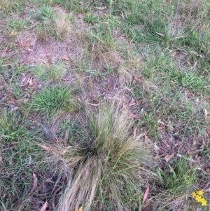 Nassella trichotoma at Mount Majura - 5 Jan 2024