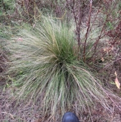 Nassella trichotoma (Serrated Tussock) at The Fair, Watson - 5 Jan 2024 by waltraud