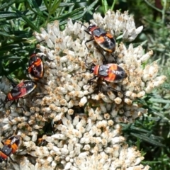 Dindymus versicolor (Harlequin Bug) at Rendezvous Creek, ACT - 6 Jan 2024 by Wheatee