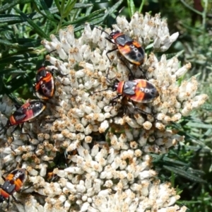 Dindymus versicolor at Namadgi National Park - 6 Jan 2024