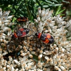 Dindymus versicolor at Namadgi National Park - 6 Jan 2024