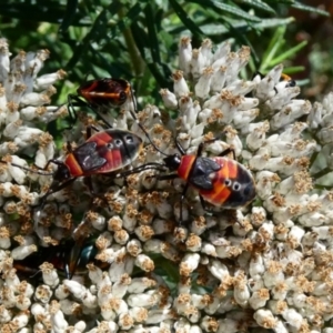 Dindymus versicolor at Namadgi National Park - 6 Jan 2024