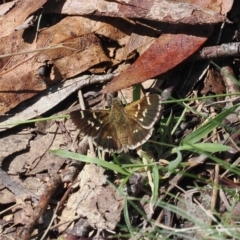 Pasma tasmanica (Two-spotted Grass-skipper) at Tharwa, ACT - 6 Jan 2024 by RAllen