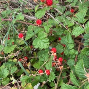 Rubus parvifolius at Mount Majura - 2 Jan 2024