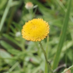 Coronidium monticola (Mountain Button Everlasting) at Namadgi National Park - 6 Jan 2024 by RAllen