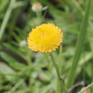 Coronidium monticola at Namadgi National Park - 6 Jan 2024