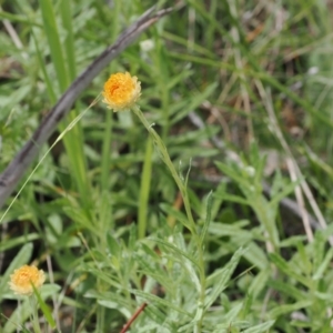 Coronidium monticola at Namadgi National Park - 6 Jan 2024