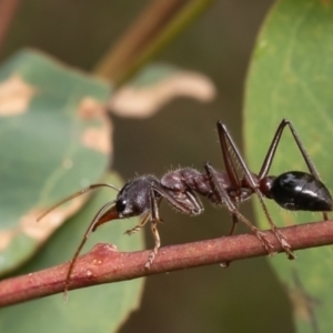 Myrmecia simillima at Denman Prospect 2 Estate Deferred Area (Block 12) - 8 Jan 2024