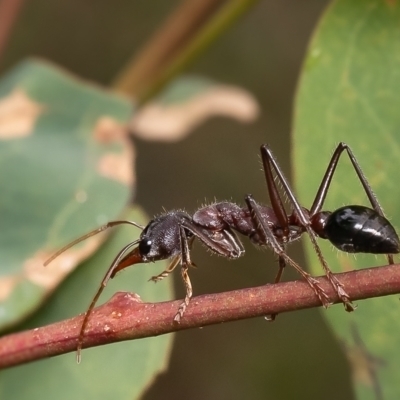 Myrmecia simillima (A Bull Ant) at Piney Ridge - 8 Jan 2024 by Roger