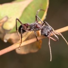 Myrmecia simillima at Denman Prospect 2 Estate Deferred Area (Block 12) - 8 Jan 2024