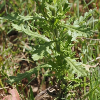 Senecio distalilobatus (Distal-lobe Fireweed) at Namadgi National Park - 6 Jan 2024 by RAllen