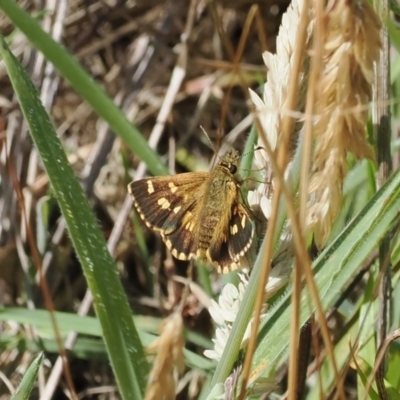 Anisynta monticolae (Montane grass-skipper) at Cotter River, ACT - 6 Jan 2024 by RAllen