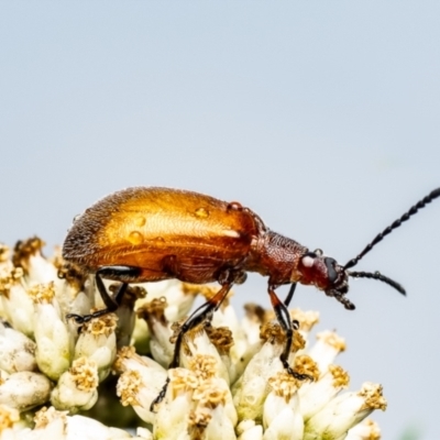 Ecnolagria grandis (Honeybrown beetle) at Denman Prospect, ACT - 8 Jan 2024 by Roger