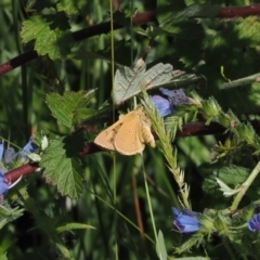 Trapezites eliena (Orange Ochre) at Cotter River, ACT - 6 Jan 2024 by RAllen