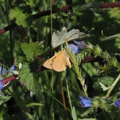 Trapezites eliena (Orange Ochre) at Namadgi National Park - 6 Jan 2024 by RAllen