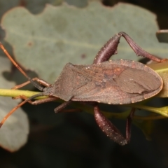 Amorbus rubiginosus (A Eucalyptus Tip Bug) at Ainslie, ACT - 6 Jan 2024 by jb2602