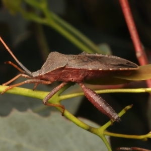 Amorbus rubiginosus at Mount Ainslie - 6 Jan 2024