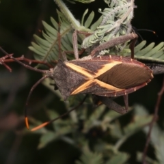 Mictis profana (Crusader Bug) at Ainslie, ACT - 6 Jan 2024 by jb2602