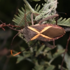 Mictis profana (Crusader Bug) at Mount Ainslie - 6 Jan 2024 by jb2602