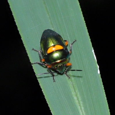 Lampromicra senator (Green Jewel Bug) at Capalaba, QLD - 28 Dec 2023 by TimL