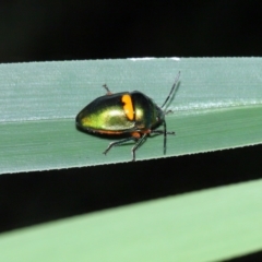 Lampromicra senator at Capalaba, QLD - 28 Dec 2023 10:51 AM