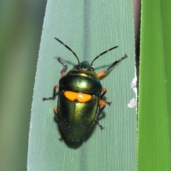 Lampromicra senator at Capalaba, QLD - 28 Dec 2023 10:51 AM