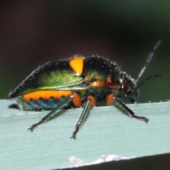 Lampromicra senator at Capalaba, QLD - 28 Dec 2023 10:51 AM