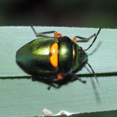 Lampromicra senator at Capalaba, QLD - 28 Dec 2023 10:51 AM