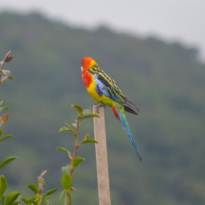 Platycercus eximius at Jamberoo, NSW - 8 Jan 2024