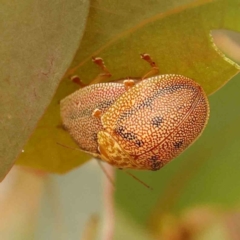 Paropsis atomaria (Eucalyptus leaf beetle) at Dryandra St Woodland - 29 Dec 2023 by ConBoekel