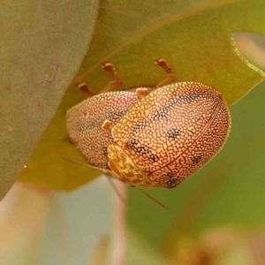 Paropsis atomaria at Dryandra St Woodland - 29 Dec 2023 12:34 PM