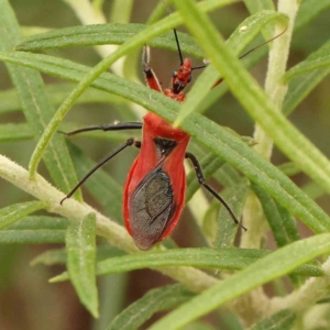 Gminatus australis at Turner, ACT - 29 Dec 2023 11:10 AM