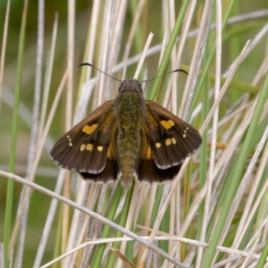 Hesperilla donnysa at Gibraltar Pines - 7 Jan 2024