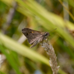 Hesperilla donnysa at Gibraltar Pines - 7 Jan 2024