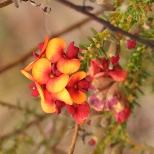 Dillwynia phylicoides at Dryandra St Woodland - 29 Dec 2023 11:30 AM