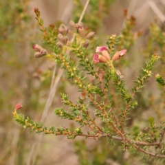 Dillwynia phylicoides at Dryandra St Woodland - 29 Dec 2023 11:30 AM