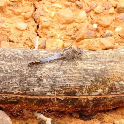 Orthetrum caledonicum (Blue Skimmer) at Dryandra St Woodland - 29 Dec 2023 by ConBoekel