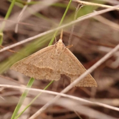 Epidesmia hypenaria (Long-nosed Epidesmia) at Dryandra St Woodland - 29 Dec 2023 by ConBoekel