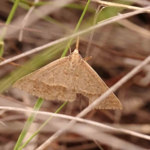 Epidesmia hypenaria at Dryandra St Woodland - 29 Dec 2023 12:17 PM