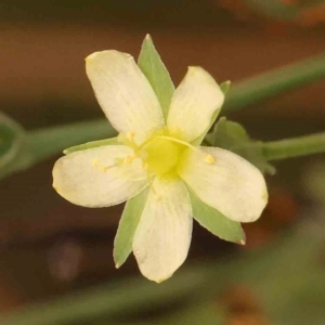 Hypericum gramineum at Dryandra St Woodland - 29 Dec 2023