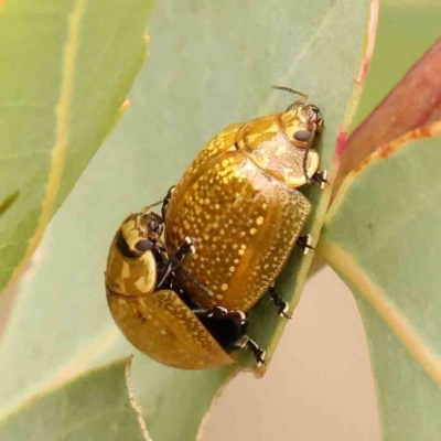 Paropsisterna cloelia (Eucalyptus variegated beetle) at Dryandra St Woodland - 29 Dec 2023 by ConBoekel